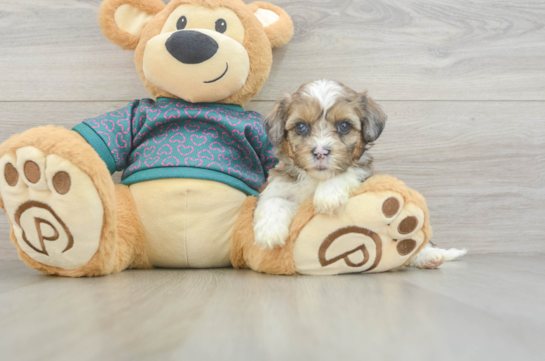 Cute Shih Poo Baby