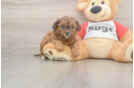 Fluffy Shih Poo Poodle Mix Pup