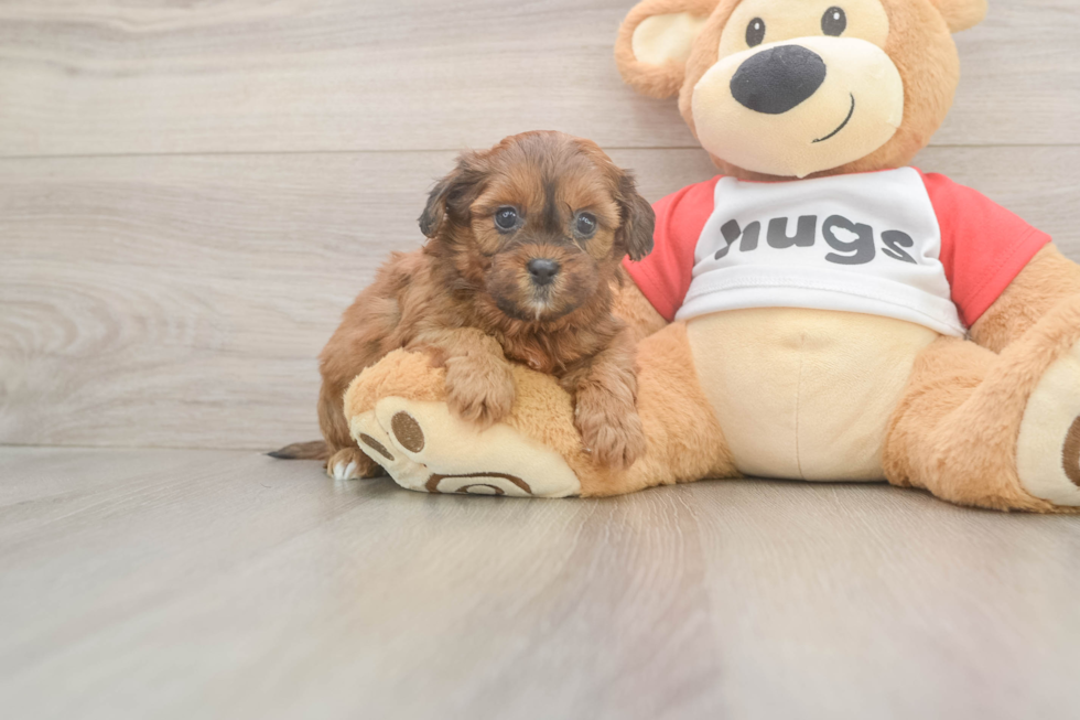 Fluffy Shih Poo Poodle Mix Pup
