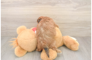 Sweet Shih Poo Baby