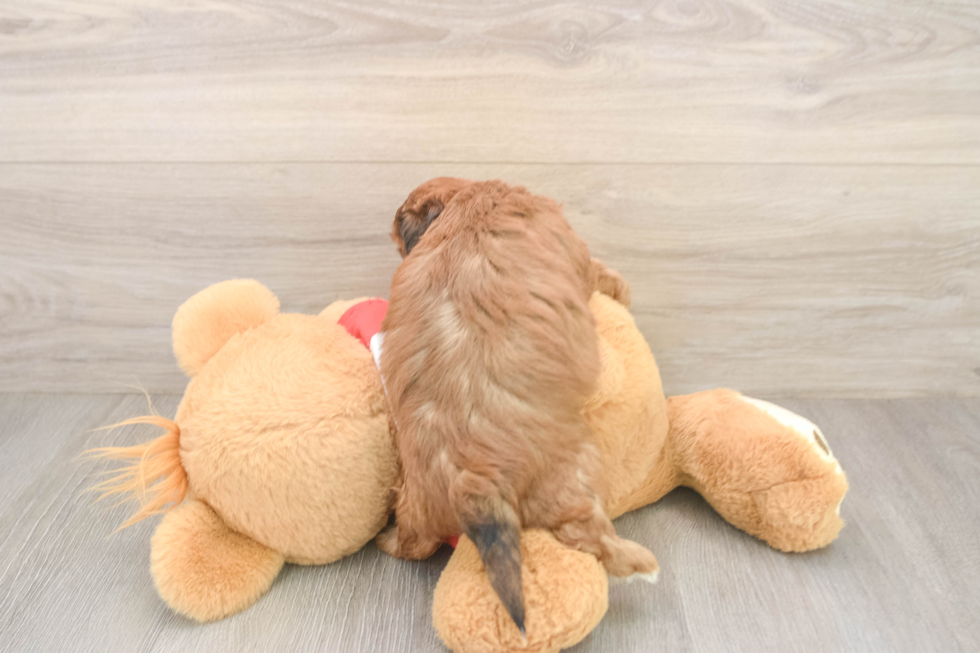 Sweet Shih Poo Baby