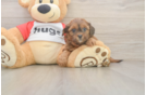 Hypoallergenic Shih Poo Poodle Mix Puppy