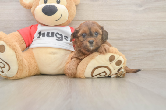 Hypoallergenic Shih Poo Poodle Mix Puppy