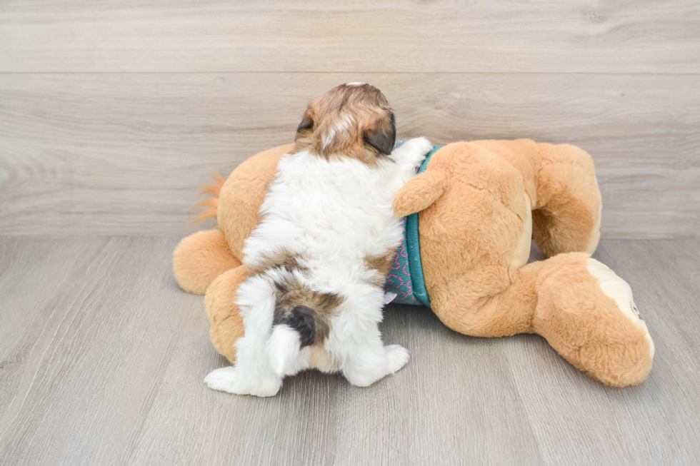 Shih Poo Pup Being Cute