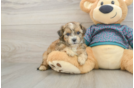 Fluffy Shih Poo Poodle Mix Pup