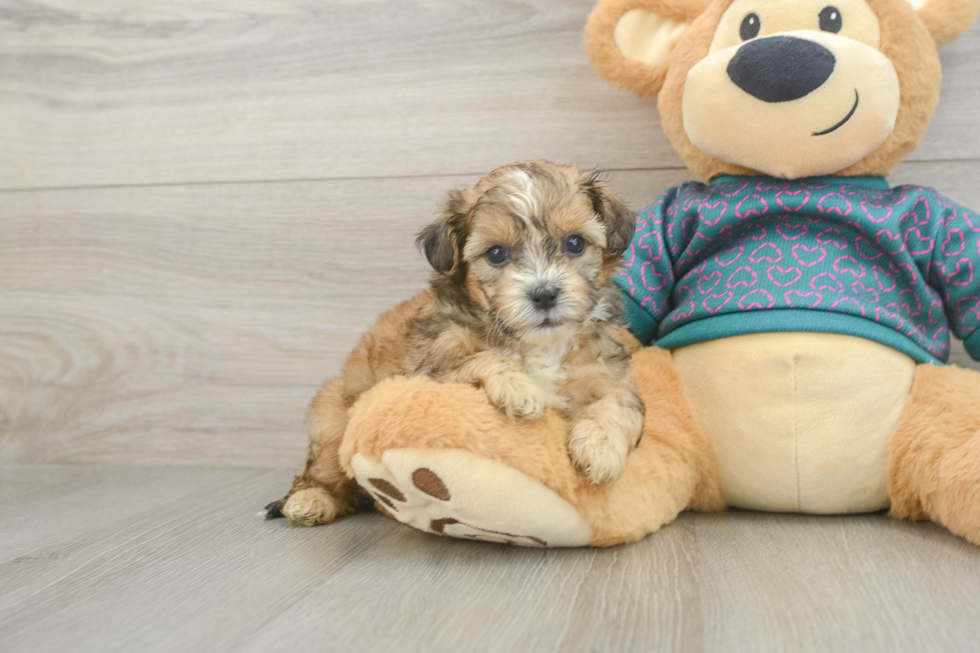 Fluffy Shih Poo Poodle Mix Pup