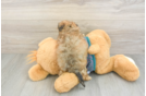 Little Shihpoo Poodle Mix Puppy