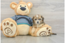 Shih Poo Pup Being Cute