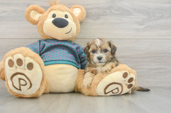 Shih Poo Pup Being Cute
