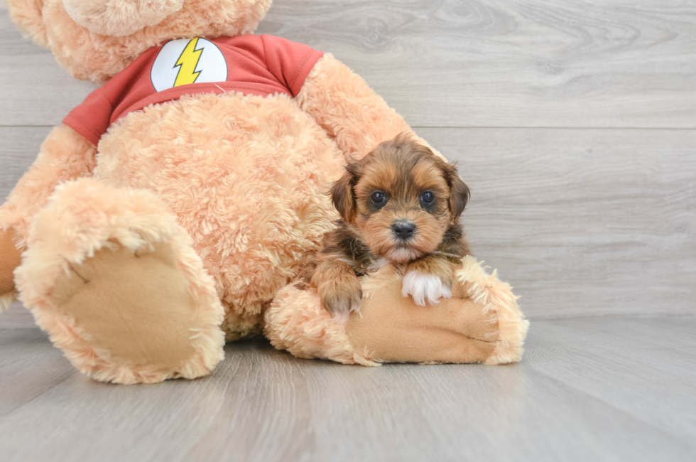 7 week old Shih Poo Puppy For Sale - Florida Fur Babies