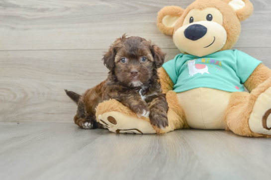 Fluffy Shih Poo Poodle Mix Pup