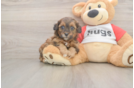 Smart Shih Poo Poodle Mix Pup