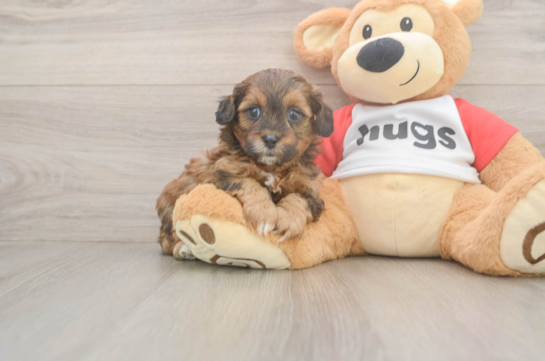 Smart Shih Poo Poodle Mix Pup