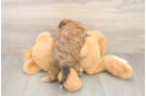 Friendly Shih Poo Baby