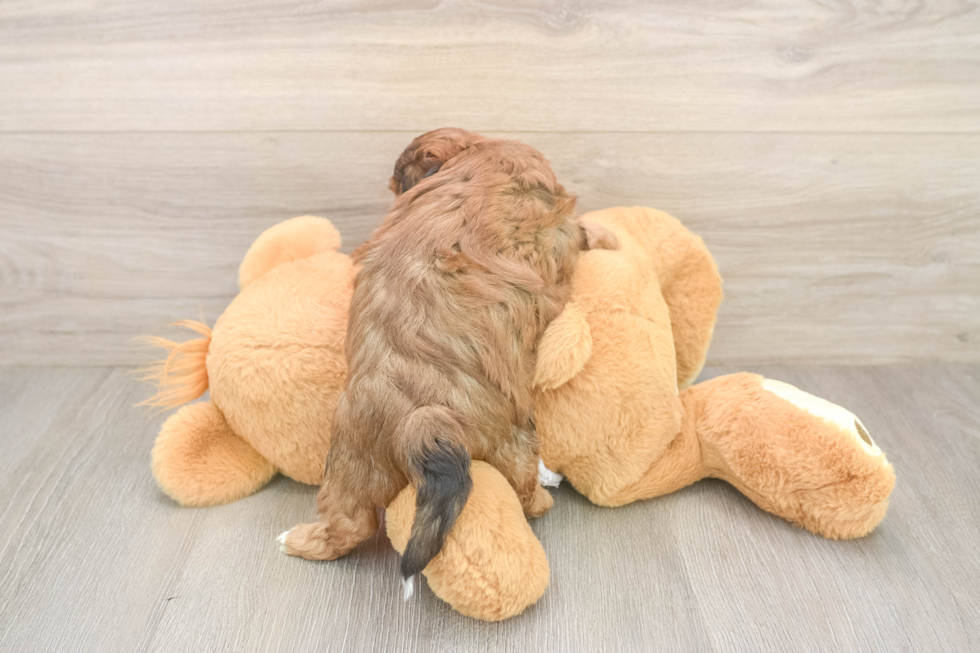 Friendly Shih Poo Baby