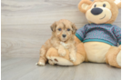 Petite Shih Poo Poodle Mix Pup
