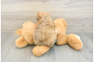 Cute Shih Poo Baby