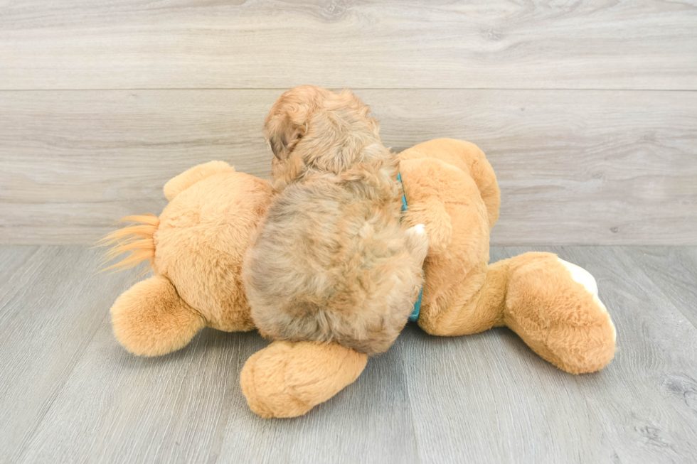 Cute Shih Poo Baby