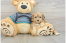 Playful Shihpoo Poodle Mix Puppy
