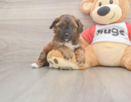 7 week old Shih Poo Puppy For Sale - Florida Fur Babies