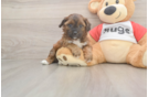 Energetic Shih Poo Poodle Mix Puppy