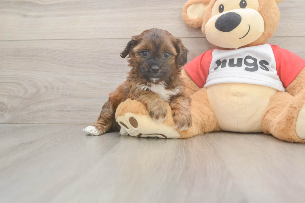 Energetic Shih Poo Poodle Mix Puppy