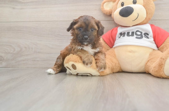 Energetic Shih Poo Poodle Mix Puppy