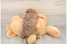 Shih Poo Puppy for Adoption