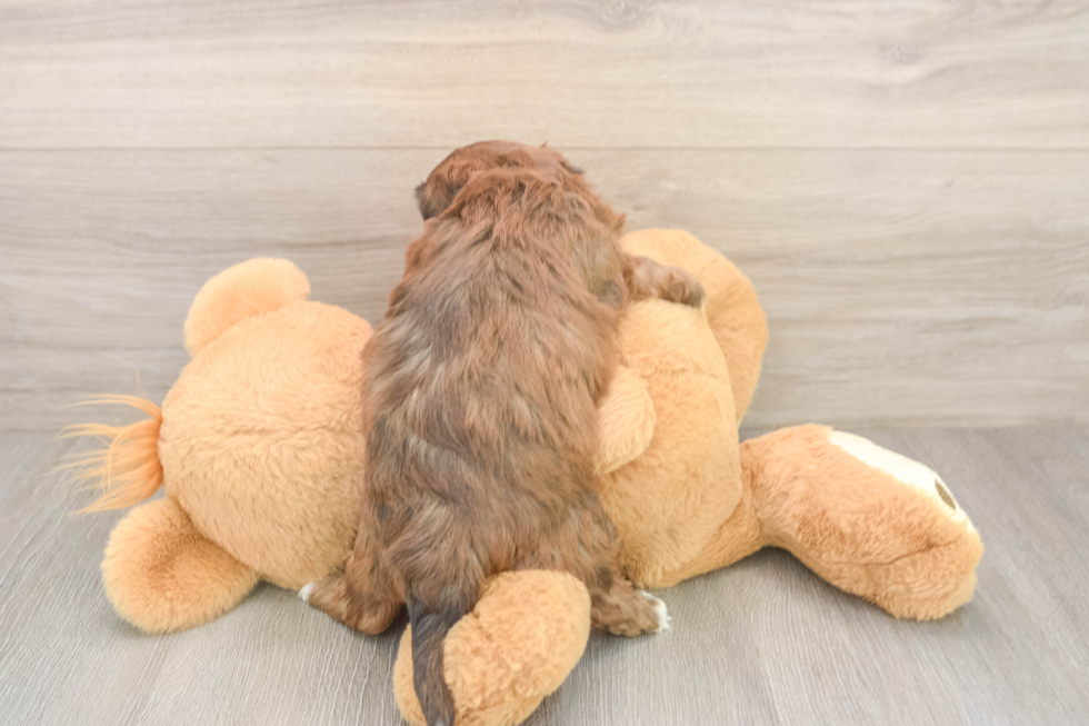 Shih Poo Puppy for Adoption