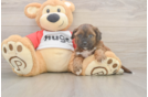 Shih Poo Puppy for Adoption