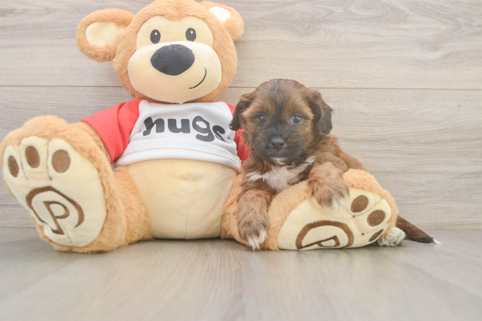 Shih Poo Puppy for Adoption