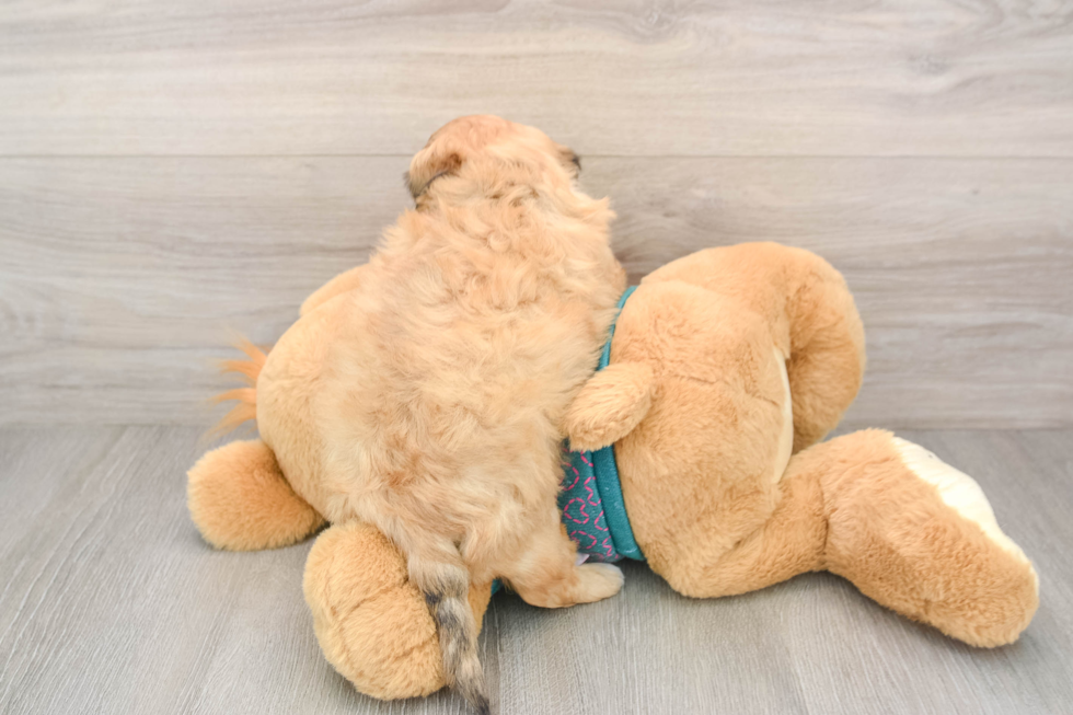 Shih Poo Pup Being Cute