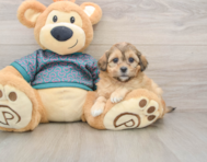 8 week old Shih Poo Puppy For Sale - Florida Fur Babies