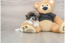 Funny Shih Poo Poodle Mix Pup