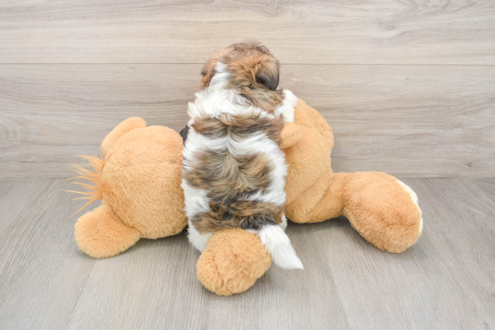 Shih Poo Pup Being Cute