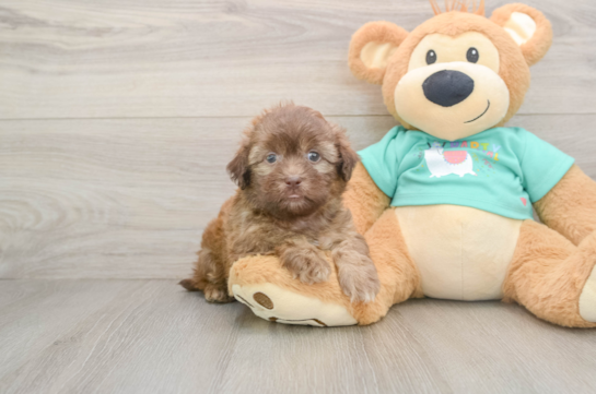Best Shih Poo Baby