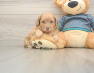5 week old Shih Poo Puppy For Sale - Florida Fur Babies
