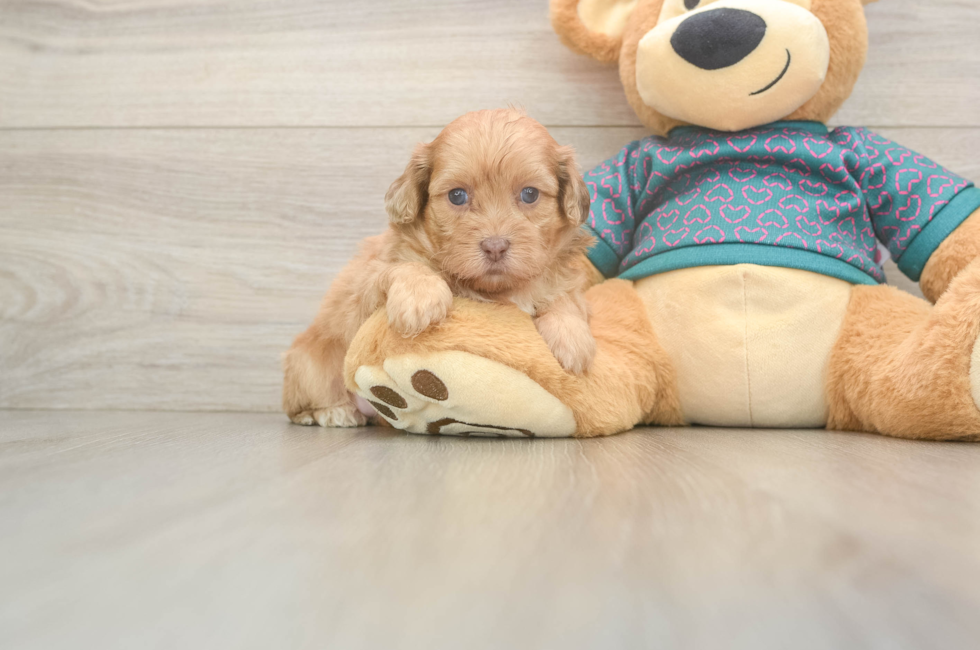 5 week old Shih Poo Puppy For Sale - Florida Fur Babies