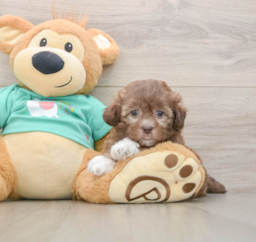 9 week old Shih Poo Puppy For Sale - Florida Fur Babies