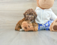 6 week old Shih Poo Puppy For Sale - Florida Fur Babies