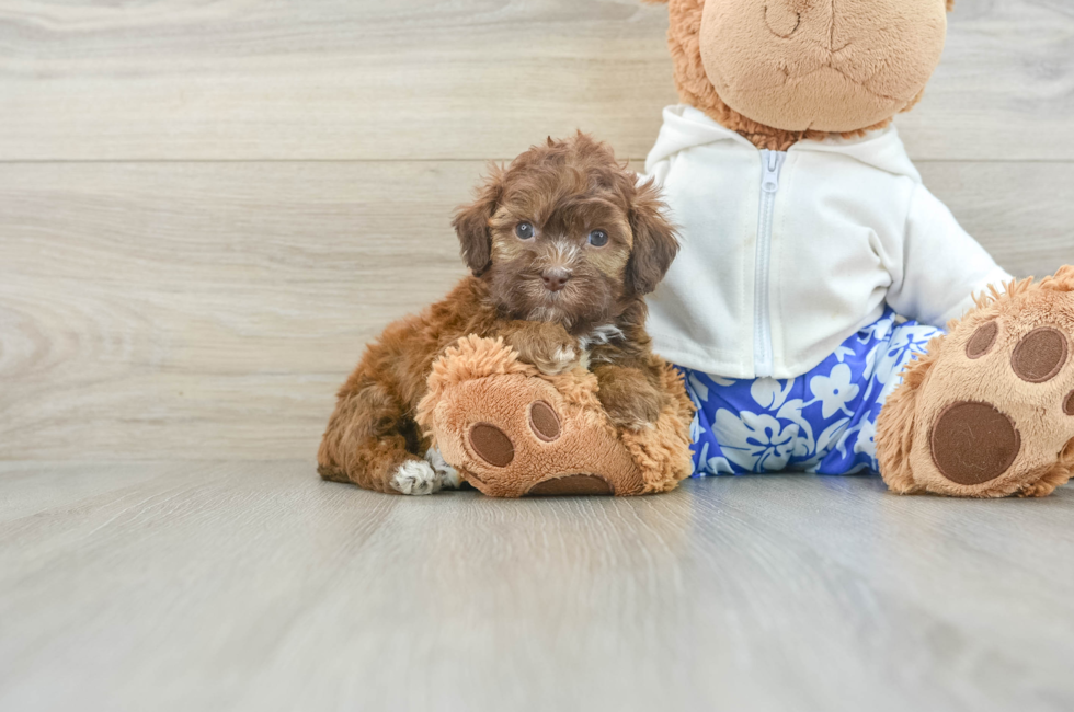 6 week old Shih Poo Puppy For Sale - Florida Fur Babies