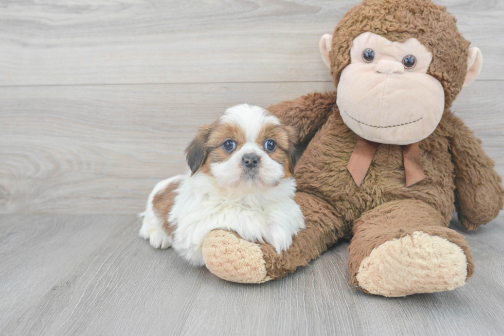 Cute Shitzu Purebred Puppy