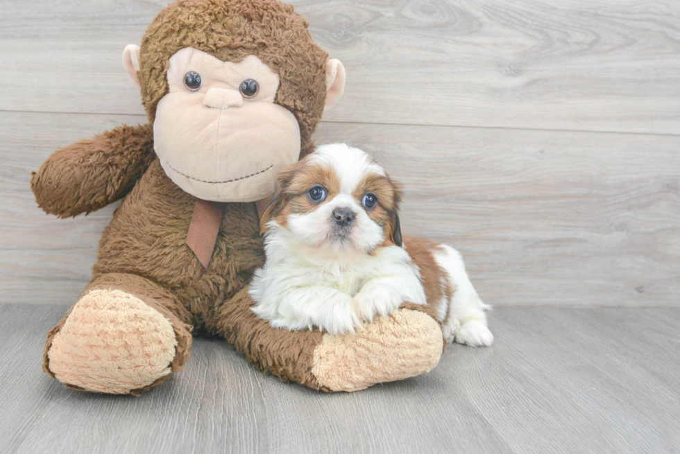 Akc Registered Shih Tzu Purebred Pup