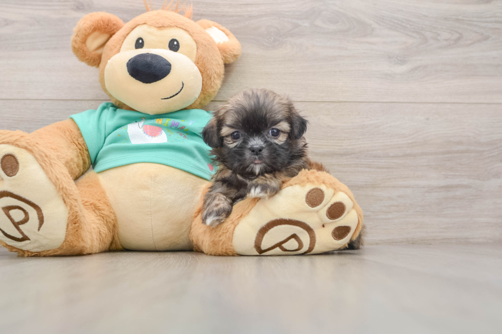 Adorable Shitzu Purebred Puppy