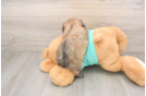 Cute Shitzu Purebred Puppy
