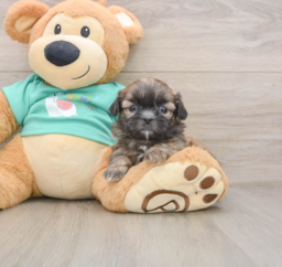 5 week old Shih Tzu Puppy For Sale - Florida Fur Babies