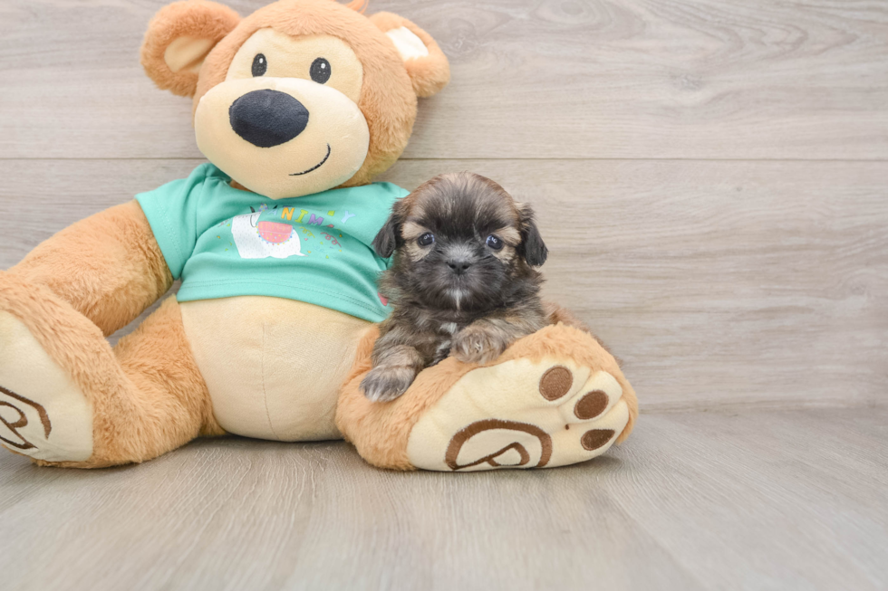 Playful Shih Tzu Baby