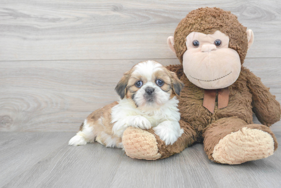 Shih Tzu Pup Being Cute