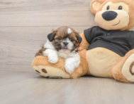 5 week old Shih Tzu Puppy For Sale - Florida Fur Babies