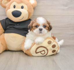 5 week old Shih Tzu Puppy For Sale - Florida Fur Babies